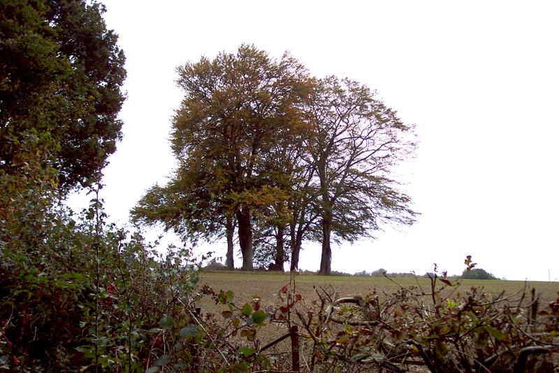 Sweet chestnut grove Roffey Park 2004